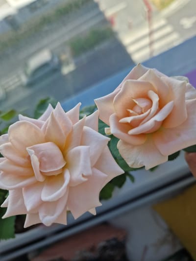 The image shows two delicate, light peach roses in close-up. The roses are positioned in the foreground, with their petals unfurling. The background is out of focus, showing a blurred view through a window. The reflections in the window suggest an urban environment with buildings and possibly a street. There is no clear indication of the city of Fresnes, France within the image. The scene is static, focusing solely on the beauty of the flowers.