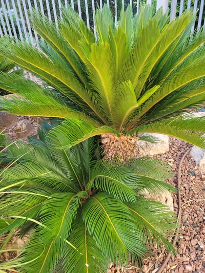 A sago palm plant with green fronds and a brown trunk is shown in the foreground. The plant is surrounded by small, reddish-brown rocks and larger, light-colored rocks. In the background, a white, vertical fence can be seen. Some small blue flowers and green foliage are visible behind the fence. The scene appears to be an outdoor garden area, possibly in Trachoni, Cyprus. There are no people or animals present in the image.
