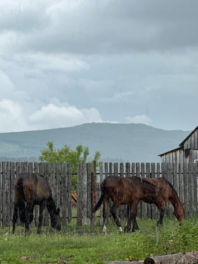The image depicts two horses grazing in a fenced enclosure during rainfall. The horses, one dark brown and the other a lighter brown, are positioned in the foreground, with their heads lowered to the grass. The wooden fence, weathered and rustic, runs horizontally across the middle ground. Behind the fence, a lush green landscape with trees and distant, misty mountains under a cloudy sky completes the scene. The presence of rain is evident from the streaks of water visible on the horses and in the air. The location is the city of Abzakovo, Russia.