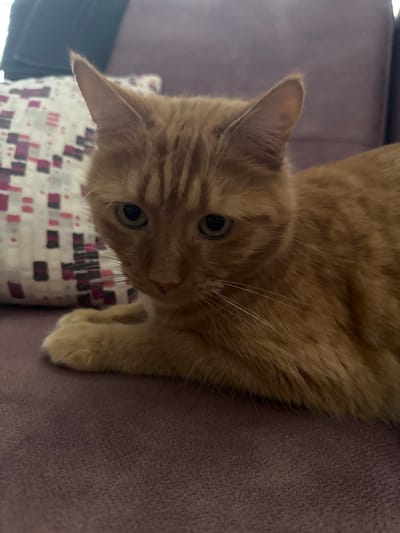 A close-up, eye-level shot shows an orange tabby cat lying on a purple couch. The cat is positioned on the right side of the frame, facing left and slightly downward. Its fur is predominantly orange with darker stripes on its forehead and ears. The cat has green eyes and white whiskers. A portion of its right front paw is visible, resting on the couch. In the background, to the left of the cat, is a pillow with a geometric pattern of pink, white, and dark red squares. The couch fabric appears to be a textured, velvety material. The lighting is soft and natural, casting gentle shadows. The image appears to have been taken indoors in a residential setting, possibly in Gölbaşı, Turkey.