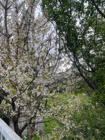 The image depicts a view looking up into trees in Kemalpaşa, Turkey. Some of the trees have dense green foliage, while others are in full bloom with white flowers. Bare branches are visible among the flowering trees. A sloped grassy area can be seen behind the trees. Part of a building, possibly a wall, is also visible among the trees.