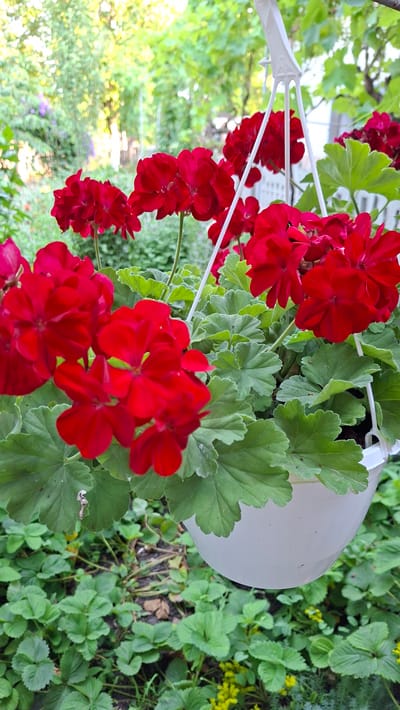 This media file features a close-up, sideways view of a hanging planter filled with vibrant red geraniums. The planter itself is white and appears to be made of plastic. The flowers are in full bloom, with many clusters of bright red petals. The leaves of the geraniums are a deep green with serrated edges.
Behind the planter, the background is a blur of green foliage, suggesting an outdoor setting, likely a garden. There are hints of yellow flowers interspersed with the green leaves, and the soft lighting suggests it is daytime, possibly a sunny day. The overall impression is one of lush, natural beauty and a well-tended garden. No people are visible in the frame. The image composition emphasizes the vivid color of the flowers against the green backdrop. The location context provided is Bălășești, Moldova. There is no visible text in the image.