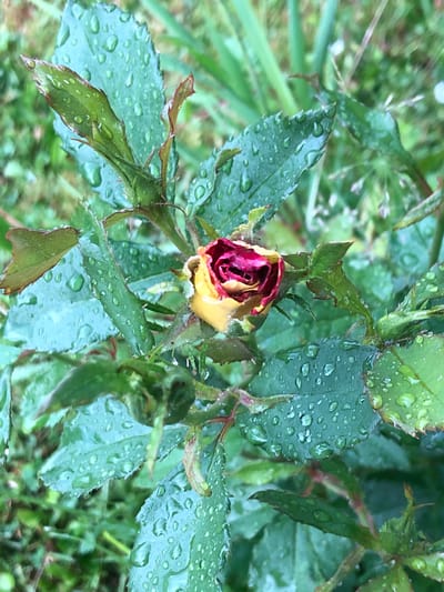 The image shows a close-up of a partially opened rosebud covered in water droplets. The rosebud has yellow petals on the outside and deep red or burgundy petals on the inside. The leaves surrounding the rosebud are green and also have numerous water droplets on them, suggesting it has recently rained or been watered. The background is blurred green foliage, indicating an outdoor setting. There are no people or animals visible in the image. The scene is a naturalistic depiction of a plant in a garden or natural environment, likely in Staroe Istomino, Russia, given the provided location.