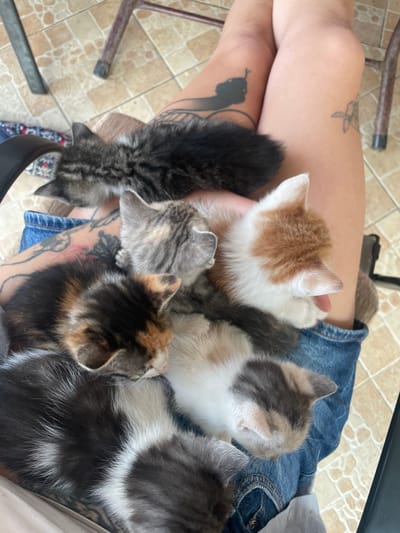 A close-up, high-angle shot captures a person's lap filled with multiple small kittens in Danilovgrad, Montenegro. At least six kittens are visible, appearing to be resting or sleeping peacefully, nestled together. Their fur exhibits various patterns and colors, including an orange and white bicolored kitten, several grey and white tabbies, a calico with patches of black, orange, and white, and a darker grey/black tabby.

The person's bare legs are prominent in the frame, adorned with several tattoos. A tattoo resembling a bird or insect is visible on the upper thigh, while a larger, dark, abstract design marks the lower leg. Faint outlines of other tattoos are also present, and a reddish patch on the skin suggests a healing area or irritation. The person is wearing blue denim shorts or jeans, parts of which are visible beneath and around the huddled kittens.

The scene takes place on a light-colored tiled floor with a geometric pattern, suggesting an indoor or covered outdoor setting. Components of a metal chair frame are visible in the foreground and background. The lighting is bright and natural, indicating it is daytime. The image conveys a serene and heartwarming atmosphere. No visible text is present in the media file.