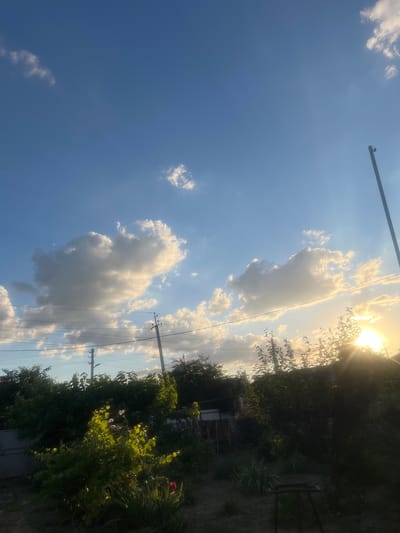 The image depicts a view of a backyard in Tikhoretsk, Russia, during the late afternoon or early evening. The sky is a clear blue with scattered, fluffy white clouds illuminated by the setting sun, which is casting a warm glow on the scene. Several power lines and utility poles are visible across the sky, indicating an urban or suburban environment. In the foreground, lush green trees and bushes dominate the landscape, with some appearing to be in bloom. A fence and a gate are partially visible on the left side of the image, suggesting the boundary of the property. The ground is covered in grass and shadows, with a glimpse of a red flower in the lower right quadrant. The overall impression is a tranquil, natural setting bathed in the soft light of a sunset.