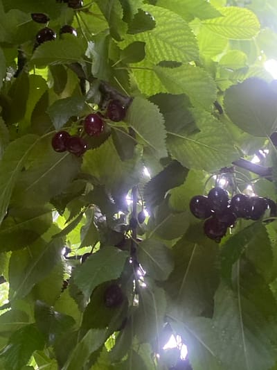 The image shows a cluster of dark red cherries hanging from a tree, surrounded by lush green leaves. The perspective is from below, looking up towards the canopy. The lighting suggests it is daytime, with sunlight filtering through the leaves, creating bright highlights and casting shadows. Some of the cherries are in focus, appearing plump and ripe, while others are slightly blurred. The overall scene is one of nature, possibly a cherry orchard or a garden in Vălcineț, Moldova. There is no visible text in the image. The activity is the natural growth and presentation of cherries on a tree. The focus is on the fruit and foliage, evoking a sense of abundance and the natural beauty of the harvest season. The weather appears to be sunny.