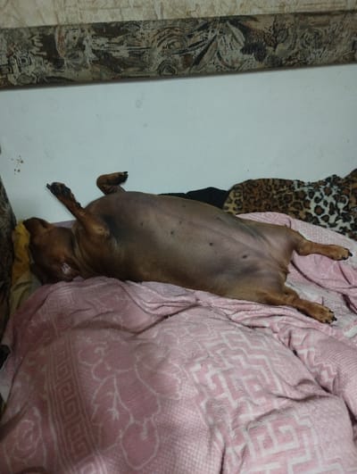 An adult dog is lying on its back on a pink blanket with a geometric pattern. The dog is brown and appears to be sleeping or resting. Its paws are extended upwards. In the background, there is a white wall and a tapestry with a floral and abstract pattern. There is also a leopard-print blanket visible. The scene appears to be indoors, likely in a residential setting. The specific location in Cherkasy, Ukraine, cannot be determined from the image alone.