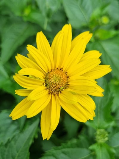 This media file is a close-up, top-down photograph of a single, vibrant yellow flower. The flower has numerous elongated, pointed petals radiating outwards from a complex, textured center. The center of the flower displays a circular pattern of small, tightly packed structures, possibly florets or seeds, in shades of green and yellow. A few dark specks are visible on some of the petals, and a small green insect is perched on the central disk.

The flower is set against a blurred background of lush green foliage. The leaves are broad and dark green, with some slightly lighter green buds or new growth visible in the upper part of the image. The overall impression is one of natural beauty and the detail of a single blooming flower.

The image appears to have been taken during daylight hours, with natural lighting that highlights the bright yellow of the petals. There are no people or text visible in the image. The context provided of "Kemul, Russia" suggests a natural, outdoor setting, likely a garden or a wild landscape, during a season when such flowers are in bloom. The focus is entirely on the flower, suggesting an appreciation for its intricate details and bright color.