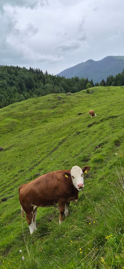 The image depicts a mountain pasture scene in Erl, Austria, under an overcast sky. In the foreground, a brown and white cow, identified by yellow ear tags on both ears and a thin black rope around its neck, stands on a steep, verdant grassy slope and looks directly towards the viewer. Its coat is primarily brown with a white face, white underbelly, and white lower legs. The grass around it is lush green with scattered small yellow wildflowers and some purple clover.
Further up the slope, in the middle ground, another brown and white cow is visible, grazing with its head down. The grassy hillside features undulating terrain, subtle dirt tracks, and scattered rocks. The incline rises towards a dense forest of coniferous trees that covers the lower and mid-sections of the mountains in the background. Beyond the immediate tree line, higher mountains are visible, their peaks shrouded in a light haze or low-hanging clouds. The sky above is entirely covered with thick, light grey clouds. No human figures are present.