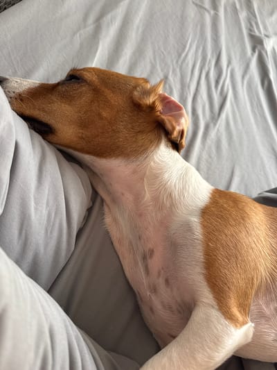 A close-up, high-angle shot captures a tan and white dog peacefully sleeping on a light grey, rumpled bedsheet or blanket. The dog, likely a small to medium-sized breed such as a Jack Russell Terrier, is lying on its side, with its head resting on the soft fabric. Its eyes are closed, and its body appears relaxed, indicating deep slumber.
The dog's fur is a mix of rich tan or reddish-brown on its head, back, and upper side, contrasting with crisp white fur on its underbelly, chest, and parts of its neck and legs. Subtle, darker spots are visible on the white fur of its underside. One ear, a delicate pink on the inside, is slightly folded back. The lighting is soft and natural, suggesting an indoor setting, possibly a bedroom, during a quiet time of day. The texture of the grey fabric is evident through its gentle folds and creases, reinforcing the cozy and comfortable atmosphere. The scene evokes a sense of tranquility and contentment. There is no visible text in the image. The location is Pshekhskaya, Russia.