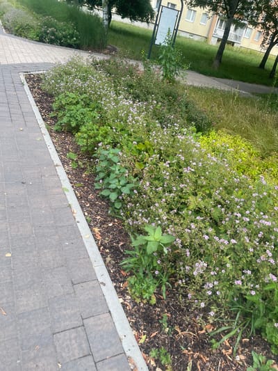 The image depicts an exterior view of a residential area in Konstantynów Łódzki, Poland. In the foreground, a paved walkway made of dark grey rectangular pavers runs diagonally from the bottom left corner upwards and to the right. Adjacent to the walkway is a landscaped garden bed mulched with dark brown wood chips and dried leaves. This garden bed is densely planted with various green leafy plants and numerous small, light purple flowers. Behind the garden bed, a grassy area slopes upwards, with taller grasses and some scattered smaller plants. Further in the background, a light-colored building with multiple windows and balconies is visible, along with trees and a signpost. The scene appears to be an outdoor communal area, possibly a courtyard or the grounds of an apartment complex. There are no people or animals visible in the image.