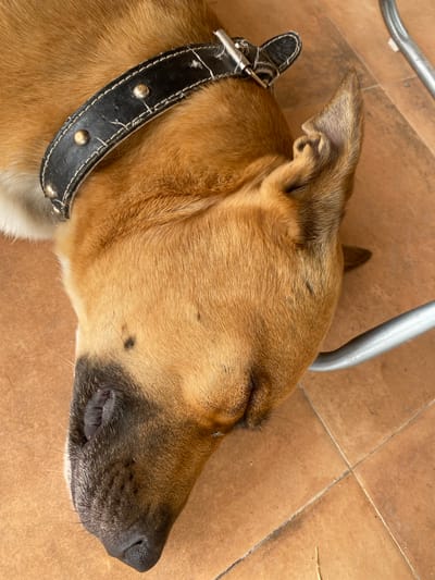 A close-up, overhead shot captures a dog lying down on a tiled floor, its eyes closed in repose. The dog, with tan and brown fur, wears a worn black leather collar adorned with silver studs. Its head is angled slightly to the right, revealing the side of its face and snout. The tiled floor is a warm, earthy tone, typical of outdoor patios or indoor spaces in Mediterranean climates. A metallic, curved object, likely a chair leg or table support, is visible in the upper portion of the frame, partially obscuring the dog's ear. The lighting suggests it is daytime, with natural light illuminating the scene. The dog appears relaxed and peaceful, possibly napping. The setting, Zeneta, Spain, implies a warm climate, and the tiled floor is a common architectural feature. No text is visible in the image.