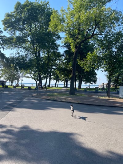 The image depicts a sunny day at the Steinhude Sea in Wunstorf, Germany. In the foreground, a narrow, slender grey dog with a blue collar is walking across an asphalt road, casting a distinct shadow. The road appears to be a pedestrian walkway or a quiet street adjacent to a park.
In the background, a treelined promenade overlooks the Steinhude Sea. Several mature trees with lush green foliage dominate the scene, providing shade. Along the promenade, people are visible walking, sitting on benches, and enjoying the view of the water. The water itself is calm and reflects the clear blue sky. In the distance, buildings and structures associated with a lakeside area can be seen, and a white flag is flying from a pole. The overall impression is one of a peaceful, recreational public space on a summer day.
