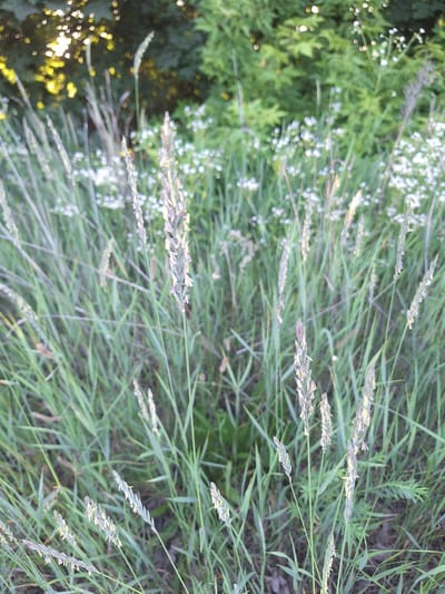 This is a close-up, eye-level, medium shot of tall grass and wildflowers under dappled sunlight, likely in a park or natural area within Sviatopetrivske, Ukraine. The foreground is dominated by a dense cluster of green grass blades and several prominent seed heads of grass, which are light green to purplish-brown and have a spiky, segmented appearance. Interspersed among the grass are numerous small, white wildflowers with delicate petals and yellow centers. The background consists of out-of-focus green foliage, possibly trees and shrubs, with bright, circular bokeh highlights from sunlight filtering through leaves. The overall impression is a serene, natural scene. There are no people or animals visible in the image.