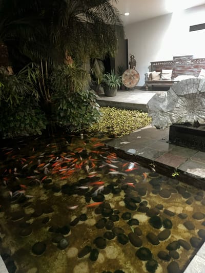 A fish pond is densely populated with orange and white koi fish, their movements creating ripples in the water. Large, dark stones are scattered along the bottom of the pond. Lush green vegetation and a tall palm tree surround the pond's edge. The surrounding area features architectural details and stone pathways.