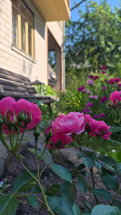 The image depicts a close-up view of several bright pink roses in the foreground, with one fully bloomed rose in the center and another to the right. Several rose buds are visible on the stems of these flowers. The roses are set against a backdrop of a garden with purple flowers in the middle ground and lush green foliage and trees in the background. To the left, a wooden bench is partially visible, positioned in front of a light-colored brick building with a wooden overhang and a window. The scene appears to be outdoors in a residential area. The location is identified as Ļūbaste 0001, Latvia. There are no people or animals visible in the image. The lighting suggests it is daytime, likely during sunny weather.