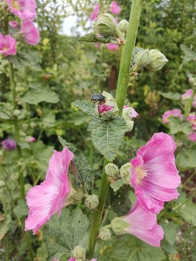 A close-up, vertical shot captures a cluster of pink hollyhock flowers and buds in the village district of Irgeli, Kazakhstan. A single black beetle with white spots is perched on a green bud, its body angled towards a partially opened pink flower. The foreground features two fully bloomed pink hollyhock flowers with delicate, ruffled petals and yellow centers. Behind them, a dense arrangement of green leaves and more buds creates a lush, natural backdrop. The overall lighting suggests an overcast day, casting a soft, diffused glow on the scene.