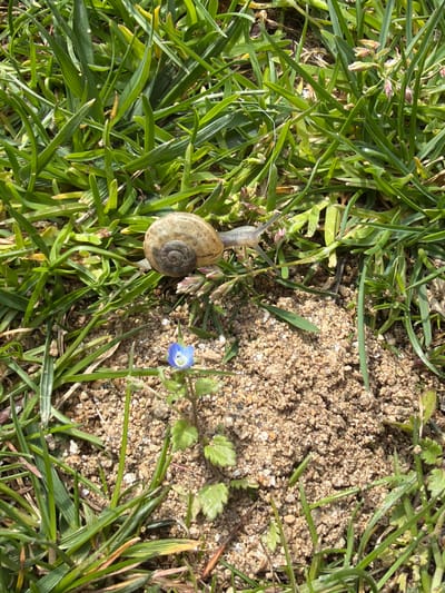 A snail is crawling on grass near a patch of dry, light brown dirt. A small blue flower grows near the dirt. The location is presumably Kavrakirovo, Bulgaria.
