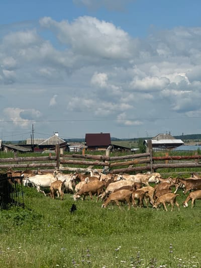 A herd of goats grazes in a grassy pen in Maksimovshchina, Russia, on a cloudy day. The goats are of various brown and white and tan colors. A wooden fence encloses the pen. In the background, several buildings with wooden roofs are visible. The sky is partly cloudy.