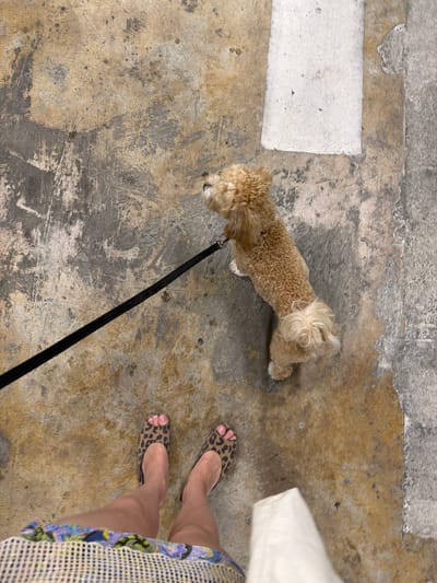 This is a high-angle, full shot image of a person and their dog walking on a textured, concrete ground. The person's legs, clad in leopard print flat shoes and a patterned skirt, are visible in the lower left corner. A black leash extends diagonally from the lower left towards the center, where it is attached to a small, tan-colored dog. The dog is standing and looking upwards. The concrete ground is worn and stained, with patches of lighter and darker gray and brown. A rectangular white patch is visible in the upper right portion of the image. The image appears to have been taken outdoors, possibly in an urban environment. The presence of a white paper bag in the lower right suggests the person may have been shopping. The location is identified as Holon, Israel.