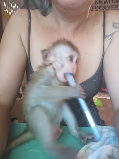 A medium shot shows a light-skinned person holding a baby monkey. The person has fair skin, gray hair, and wears a dark-colored camisole-style top. The monkey is light brown with dark eyes, holding a blue object to its mouth. The background is blurry but appears to be an indoor setting. The location is indicated as Ban Tai, Thailand.