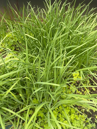 A close-up, high-angle shot captures a dense growth of vibrant green plants in what appears to be a garden bed or planter. The dominant subject is a mass of long, slender, grass-like leaves, resembling chives or wild garlic, which fills most of the frame. These leaves are a fresh, medium green, and their linear form creates a crisscrossing pattern across the image.

Interspersed among the thicker, grass-like foliage, particularly towards the right and bottom right of the image, are smaller, lighter green plants with rounded, lobed leaves. These appear to be growing in dark, rich soil. The varied textures and shades of green suggest different species of plants growing together, perhaps a cultivated herb patch with some volunteer growth or weeds.

The lighting indicates it is daytime, with bright, natural illumination highlighting the greens of the foliage. There are no people, animals, or structures visible, keeping the focus entirely on the plant life. The scene conveys a sense of natural growth and vitality in an outdoor setting in Valdgeym, Russia. No text is visible in the image.