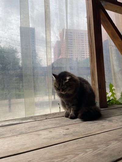 A furry, dark tabby cat is sitting on a wooden beam. The cat's position is leaning against a wooden wall. Beyond the cat and the beam, a window with translucent blinds reveals a cityscape. The architecture suggests a modern urban environment. Buildings with grid-like window patterns are visible. Vegetation is also present in the foreground near the cat and below the beam. There is no information to confirm the location.