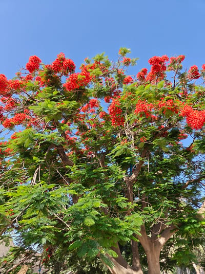 A close-up, low-angle shot shows the upper canopy of a flame tree (Delonix regia) against a clear, bright blue sky. The tree is laden with vibrant red-orange flowers and dense, feathery green foliage. The flowers appear in clusters at the ends of branches, creating a striking contrast with the green leaves. Sunlight illuminates the tree from above, casting some shadows within the branches. The trunk of the tree is visible at the bottom of the frame, with several thick branches fanning out. In the background, the hazy outlines of other vegetation and structures can be vaguely discerned, suggesting an outdoor, possibly urban or park-like environment. The location is identified as the Emek HaYarden Regional Council, Israel.