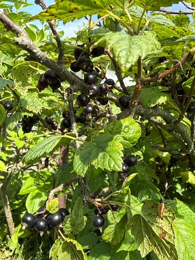 In Žemieji Rusokai, Lithuania, a close-up, eye-level shot captures a mature black currant bush heavy with ripe berries under a bright, sunny sky. The bush's branches are thick and woody, covered in a greyish bark, and interspersed with lush green leaves, some showing signs of minor damage or disease. Clusters of dark, glossy black currants hang in abundance from the branches. In the lower right portion of the frame, a longhorn beetle with a reddish-brown exoskeleton and long antennae is perched on a green leaf. The background is a blur of green foliage and hints of blue sky.