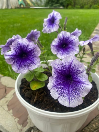 This media file displays a close-up view of several purple and white petunia flowers in a white pot. The flowers have distinct white veins radiating from the center of each petal. The pot is filled with dark soil, and some green leaves are visible. The background shows a blurred green lawn and a textured surface, possibly a patio or walkway, with some reddish-brown and gray tones. The lighting suggests it is daytime, and the outdoor setting implies pleasant weather. There are no people or visible text in the image. The scene is likely a garden or balcony, capturing the beauty of the blooming flowers.