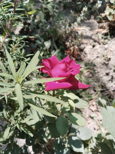 A close-up, eye-level outdoor shot captures a vibrant pink rose in bloom, partially obscured by slender green leaves. The rose is positioned to the right of center, its petals unfurling with delicate precision. The background consists of soft earth and dry foliage, suggesting a natural setting. No people or animals are visible in the frame. The image is sharp and well-lit, with natural daylight illuminating the scene. The overall impression is one of natural beauty and tranquility. The photograph was taken in Yangiabay, Uzbekistan, in a garden environment with sandy soil and sparse vegetation.