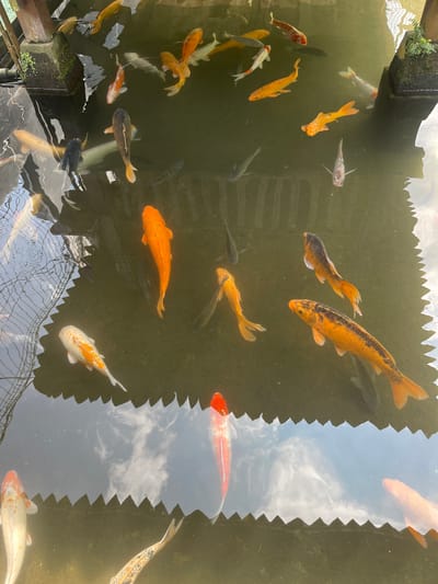 The image shows a pond full of koi fish. The water is murky, but the reflections of the sky are visible on the surface. There is vegetation and infrastructure on the edges of the pond. The scene is located in Pandansari, Indonesia.