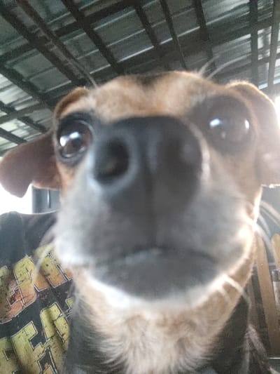 This is a close-up, low-angle, fisheye lens photo of a dog's face, likely taken from within a cage or confined space. The dog's snout and one eye are prominent, filling most of the frame. The dog appears to be a mix with tan and dark fur, and its eye is dark brown with a bright reflection. Its ears are floppy, and one is partially visible. The background is blurred, showing a metal grate structure, possibly a cage, and hints of a patterned fabric, perhaps a blanket or clothing. The lighting suggests it is daytime, with a bright light source coming from the bottom of the frame, creating lens flare. The image's low quality and extreme close-up give it a somewhat disorienting and intimate feel, as if the dog is directly addressing the camera. There is no visible text in the image.