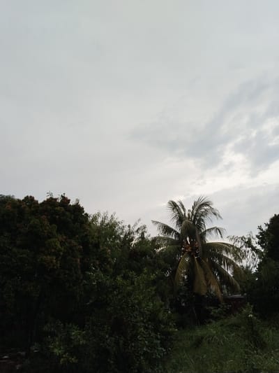 A still image depicts a cloudy sky over a densely vegetated area, likely in Pekanbaru, Indonesia. The foreground is dominated by a variety of trees and bushes, with a prominent coconut palm tree featuring several coconuts visible towards the right center. In the background, a small, dark-colored structure, possibly a house or shed, is partially obscured by the foliage. The sky is overcast with a mix of light and dark clouds, suggesting a potentially humid or rainy atmosphere. The image lacks any human presence or discernible activity.