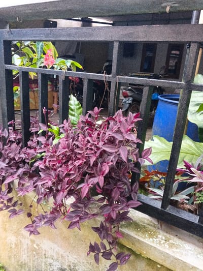 The scene depicts an outdoor view through a black metal fence in Pinnwe, Myanmar. In the foreground, a dense cluster of purple-leafed trailing plants (Tradescantia zebrina or similar) cascades over a light-colored concrete ledge situated beneath the fence. The black fence consists of vertical and horizontal metal bars, showing some signs of wear. Beyond the fence, a paved ground area is visible. Parked motorcycles are present, with one visible license plate segment reading "4317 M." A large, cylindrical blue plastic barrel stands upright to the right of the motorcycles. Additional foliage, including green plants, pink flowers, and other potted plants with green and reddish leaves, can be observed. A building structure with dark-framed openings is visible in the distant background. No individuals are present in the image.