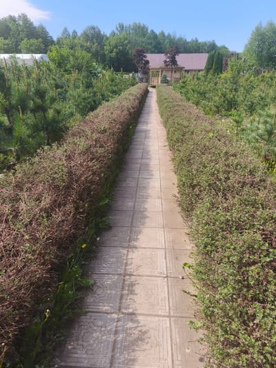 The image shows a tiled pathway flanked by rows of bushes or hedges, seemingly located in a garden or park-like setting. The pathway leads toward a wooden structure resembling a gazebo or pavilion, partially obscured by trees. The surrounding vegetation includes both well-maintained bushes and some pine trees. The sky is blue and clear. Based on the context provided, the image location is assumed to be in Zimnyaya Gorka, Russia. There are no people visible in the image.