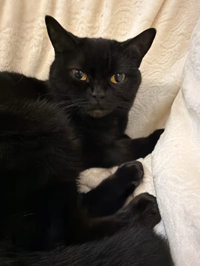 A black cat with golden eyes is lying on a light-colored, textured blanket. The cat is facing forward, with its head slightly tilted. Its ears are pointed upwards. The background consists of the same textured blanket. The image is a close-up shot, focusing on the cat. The specific location in the city of Leninsk-Kuznetskiy, Russia is not discernible from the image.