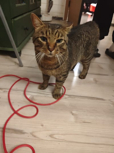 The image depicts an indoor scene in the city of Свистуха (кузяевский С/о), Russia. A short-haired tabby cat, primarily brown and grey with distinct dark stripes, stands centrally on light wooden laminate flooring, gazing directly forward with greenish eyes and prominent white whiskers. Its ears are slightly angled backward. To the left, a bright red electrical cable is coiled on the floor, forming several loops around the cat's front left paw. In the background on the left, a dark green wooden cabinet or dresser with at least two drawers and dark knobs is partially visible, with a grey vertical support structure in the foreground. On the right side of the frame, the lower leg and foot of an individual are visible, wearing dark pants and a light-colored sock with a dark slipper. The further background on the right shows an open doorway and faint interior elements.