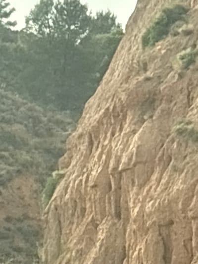 The image shows a close-up, slightly blurred view of a rocky, textured surface, likely a cliff face or a large rock formation. The rock is a light brown or tan color and exhibits distinct horizontal layering and some fracturing. There are patches of green, possibly moss or vegetation, growing in crevices on the rock. Below the rock formation, a dark green, out-of-focus mass suggests trees or dense foliage. The background on the left appears lighter, possibly indicating an open sky or a brightly lit area. The overall impression is of a natural, rugged landscape. Given the location context of Purullena, Spain, this could be a view of the distinctive clay formations or a rocky outcrop found in the region. The lighting appears to be natural daylight, but the time of day and weather conditions are not discernible from the image. No people, objects, or text are visible.