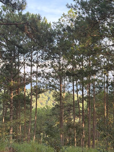 The image depicts a dense forest of pine trees in Xuan Truong, Da Lat, Vietnam. The trees are tall and slender, with their needles forming a thick canopy. Sunlight filters through the branches, casting dappled shadows on the forest floor. In the background, a rolling hillside covered in more pine trees can be seen, suggesting the mountainous terrain of Da Lat. The foreground is filled with tall grass and undergrowth, adding to the wild and natural feel of the scene. The sky above is a pale blue with hints of clouds. There are no people or animals visible in the image.