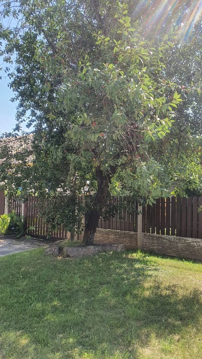 A sun-drenched outdoor scene features a mature tree laden with small red fruits, likely cherries, dominating the left side of the frame. The tree's branches, dense with green leaves, extend across the upper portion of the image. Sunlight streams through the foliage, creating bright lens flares on the left.
To the right of the tree, a meticulously maintained lawn stretches towards the background. The grass is a vibrant green, with shadows cast by unseen objects creating a dappled effect.
Behind the tree and along the edge of the lawn is a wooden fence, its horizontal slats creating a textured pattern. The fence is partially bordered by a stone wall. The presence of a wooden fence and the well-kept lawn suggest a residential or garden setting.
The sky, visible in the upper left and bottom left corners, is a clear, bright blue, indicating fair weather and likely daytime. The overall impression is one of a peaceful, warm day in a well-kept outdoor space. The fruits on the tree suggest a season of harvest, possibly late spring or summer. No people are visible in the frame, and no text is present. The orientation of the image suggests it was taken in portrait mode. The location context of Salihorsk, Belarus, implies a temperate climate.