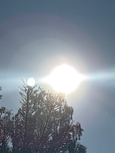 The image shows a close-up view of a pine tree against a bright sky. The sun is visible as an overexposed orb, creating lens flare and a horizontal streak of light across the frame. The pine needles are sharp and detailed in the foreground, with the sun's light glinting off some of them. The background is a soft gradient of blue sky. The scene is likely outdoors in a natural setting.