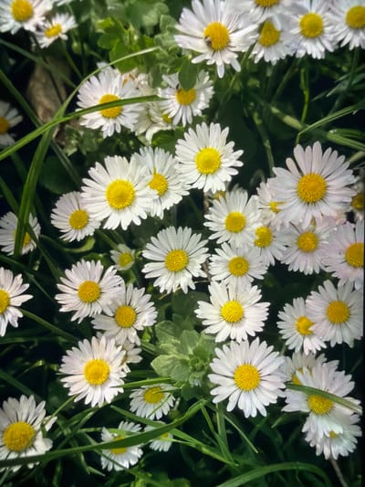 The image depicts a dense patch of daisies (Bellis perennis) interspersed with blades of grass. The daisies are in full bloom, with white petals surrounding a bright yellow center. The flowers appear healthy and vibrant. The location in the city of Reigate and Banstead, United Kingdom is not possible to verify based solely on the image. There are no visible people or interactions within the scene. The environment is a grassy area likely a meadow, or field.