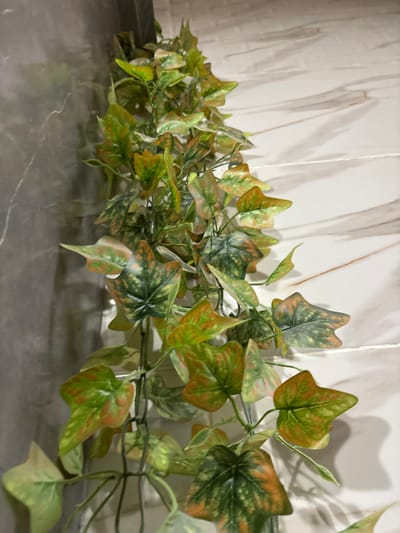 An image taken in Mu'adammiyat ash-Sham, Syria, depicts a vertical arrangement of artificial ivy-like foliage. The plant material consists of numerous leaves displaying variegated patterns in shades of dark green, lighter green, and rust brown. This foliage is positioned against an interior corner. The surface to the left of the foliage is a dark gray with subtle lighter veining, resembling polished dark marble. The surface to the right is a lighter, off-white or cream color with brown-gray veining, consistent with polished light marble or tile. No individuals are present, and no specific actions or interactions are depicted within the scene.