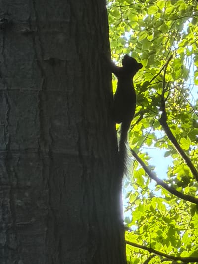 A silhouetted squirrel is climbing up the rough bark of a large tree trunk. The squirrel is dark and its outline is clearly visible against the bright green foliage and blue sky behind it. The leaves of the tree are lush and dappled with sunlight. The tree trunk takes up a significant portion of the left side of the image, with its textured bark. The scene appears to be outdoors in a natural environment. This image was taken in Græsted, Denmark.