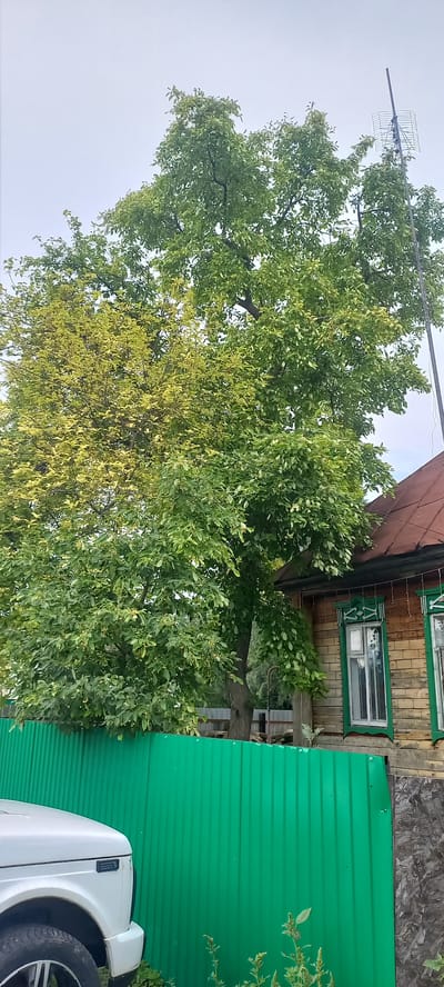 In a suburban setting in the village of Idrisovo, Russia, a tall, mature tree with abundant green foliage dominates the frame. The tree's canopy extends over a portion of a wooden house with a reddish-brown, weathered roof. Decorative green trim adorns the house's windows, which have white frames. To the left of the tree, a bright green corrugated metal fence runs horizontally across the lower part of the image. A white vehicle is partially visible on the left, showing its front fender and wheel. An antenna is mounted on a pole extending above the tree on the right side of the image. The sky is overcast, suggesting a cloudy day. The overall scene depicts a typical residential yard with natural elements and man-made structures.