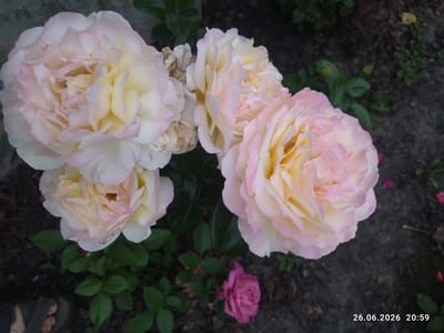 The image displays a close-up view of several pale pink and yellow roses in full bloom. The roses are the primary subjects, with their layered petals filling most of the frame. Some of the roses show signs of wilting, indicated by dried brown edges on some petals. Below the roses, green leaves and dark soil are visible. In the lower left corner, a person's foot wearing a sandal is partially visible, suggesting a human presence. In the background, darker foliage and the ground are present. A single, smaller, deep pink rose is visible in the lower right portion of the image, out of focus. The lighting suggests it is either early morning or late evening.
Visible text in the bottom right corner reads "26.06.2026 20:59". This text indicates the date and time the photograph was taken. The context provided places this scene in Zavodske, Ukraine. The overall mood is serene, focusing on the beauty of the flowers.