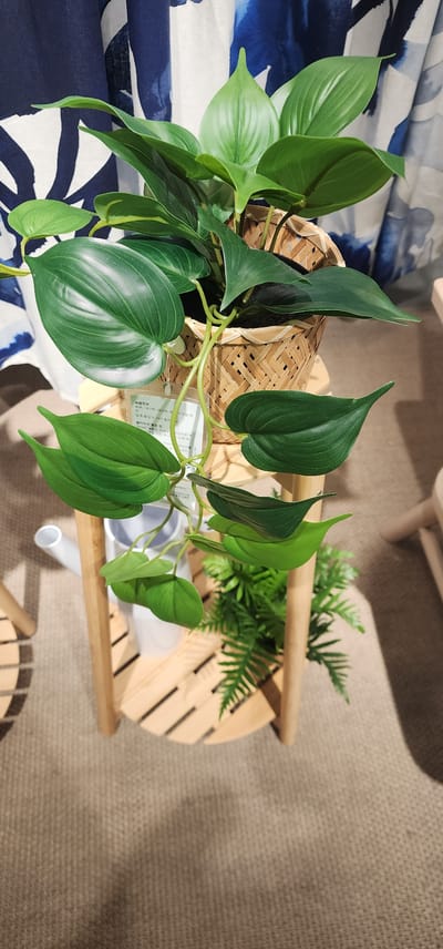 The image shows a potted plant on a wooden shelf. The plant has large, glossy green leaves and is in a woven basket. The shelf is made of light-colored wood and has two tiers, with a white watering can on the lower tier. In the background, there is a curtain with a blue and white pattern. The floor is carpeted in a neutral color. The scene appears to be indoors, possibly in a store or a home. The location is Gwangmyeong, South Korea, although there are no specific visual cues in the image to indicate this. There are no people or animals visible in the image. The plant appears to be artificial due to its perfect condition and uniform color.