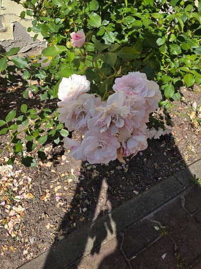 A cluster of pale pink roses is in bloom, situated next to a weathered, light-colored stone wall. The roses are densely packed, with many individual petals visible. The ground beneath the roses is covered in dark soil, scattered with fallen rose petals, some of which are dried and yellowed. To the right of the roses and soil, there is a paved area made of dark gray interlocking bricks, with a shadow cast across it. The overall scene suggests a garden or outdoor setting within the city of Brzeg, Poland, given the context. The lighting indicates it is daytime, with sunlight creating shadows. There are no people or animals visible in the image.