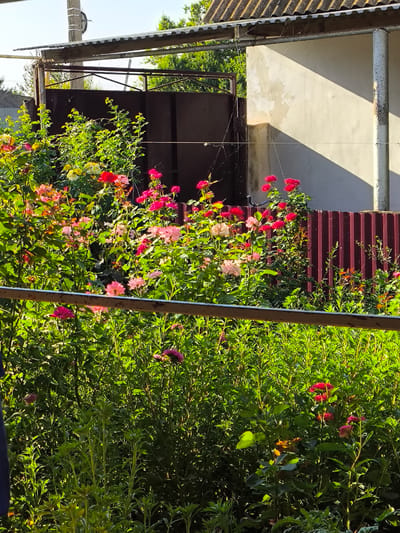 The image depicts a garden scene with a profusion of roses in various shades of pink and red, interspersed with lush green foliage. A rustic metal railing runs horizontally across the foreground. In the background, a dark-colored metal gate is visible, partially obscured by the rose bushes. Beyond the gate, a corrugated metal roof structure extends over an outdoor area. To the right of the gate, a light-colored building with a textured facade stands, casting a distinct shadow from the overhead structure. A dark red corrugated metal fence runs along the right side of the image, behind the rose bushes. The scene appears to be an outdoor yard or garden space in a residential area, likely in Yuzhno-Sukhokumsk, Russia, given the architectural styles and vegetation common to the region. The lighting suggests it is daytime, with sunlight illuminating the scene and creating strong contrasts. No people or animals are visible in the image.